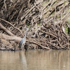 Egretta novaehollandiae (White-faced Heron) at Tilpa, NSW - 2 Sep 2020 by MB