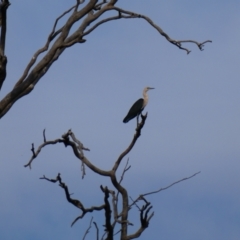 Ardea pacifica (White-necked Heron) at Tilpa, NSW - 3 Sep 2020 by MB