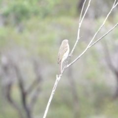 Caligavis chrysops at Ku-ring-gai Chase National Park - 6 Jun 2024