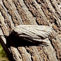 Capusa (genus) (Wedge moth) at Aranda, ACT - 9 Jun 2024 by KMcCue