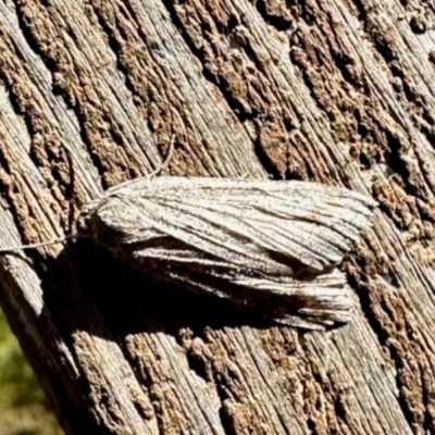 Capusa (genus) (Wedge moth) at Aranda, ACT - 9 Jun 2024 by KMcCue