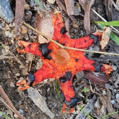 Unidentified Stinkhorn, radiating arms atop a stem at Greenlands, QLD - 9 Jun 2024 by Nameer