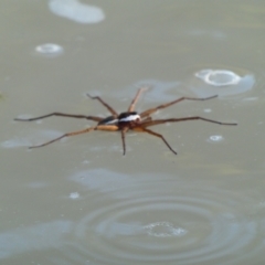 Unidentified Spider at Wilcannia, NSW - 4 Sep 2020 by MB