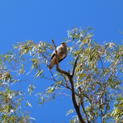 Haliastur sphenurus (Whistling Kite) at Wilcannia, NSW - 5 Sep 2020 by MB