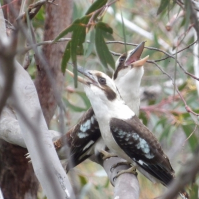 Dacelo novaeguineae (Laughing Kookaburra) at Ku-ring-gai Chase National Park - 6 Jun 2024 by MatthewFrawley