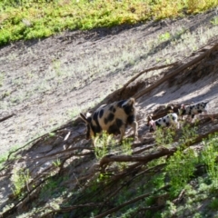 Sus scrofa (Wild Boar, Feral Pig) at Wilcannia, NSW - 6 Sep 2020 by MB