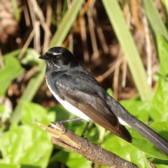 Rhipidura leucophrys (Willie Wagtail) at Narrabeen, NSW - 6 Jun 2024 by MatthewFrawley