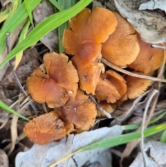 Laccaria sp. at Umbagong District Park - 9 Jun 2024 by LD12