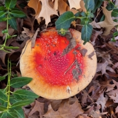 Amanita muscaria (Fly Agaric) at Latham, ACT - 9 Jun 2024 by LD12