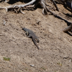 Varanus varius (Lace Monitor) at Wilcannia, NSW - 12 Sep 2020 by MB