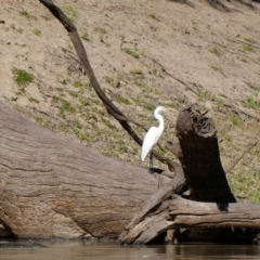 Ardea alba (Great Egret) at Wilcannia, NSW - 12 Sep 2020 by MB