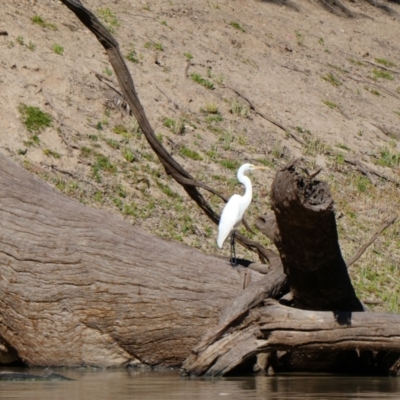 Ardea alba (Great Egret) at Wilcannia, NSW - 12 Sep 2020 by MB