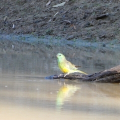 Psephotus haematonotus (Red-rumped Parrot) at Wilcannia, NSW - 12 Sep 2020 by MB