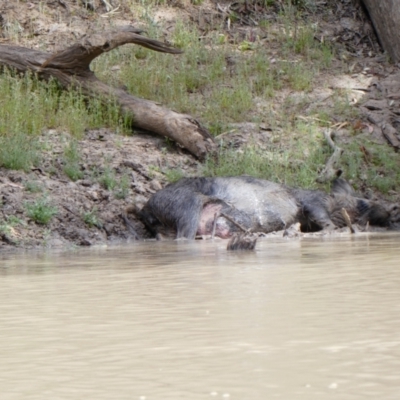 Sus scrofa (Wild Boar, Feral Pig) at Wilcannia, NSW - 13 Sep 2020 by MB