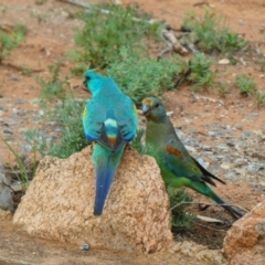 Psephotellus varius (Mulga Parrot) at Silverton, NSW - 23 Sep 2020 by MB