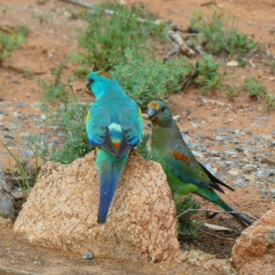 Psephotellus varius (Mulga Parrot) at Silverton, NSW - 23 Sep 2020 by MB