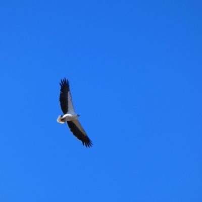 Haliaeetus leucogaster (White-bellied Sea-Eagle) at Menindee, NSW - 20 Sep 2020 by MB