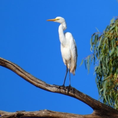 Ardea alba (Great Egret) at Menindee, NSW - 20 Sep 2020 by MB