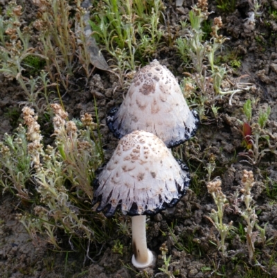 Coprinus comatus (Shaggy Ink Cap) at Menindee, NSW - 29 Sep 2020 by MB