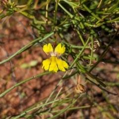 Goodenia virgata at Lake Mackay, NT - 21 May 2024 by Darcy