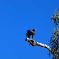 Aquila audax (Wedge-tailed Eagle) at Menindee, NSW - 30 Sep 2020 by MB