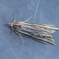 Meyrickella ruptellus (Meyrickella ruptellus) at Broulee Moruya Nature Observation Area - 9 Jun 2024 by LisaH