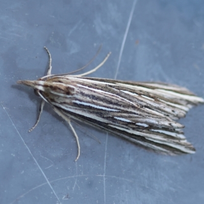 Meyrickella ruptellus (Meyrickella ruptellus) at Broulee Moruya Nature Observation Area - 9 Jun 2024 by LisaH