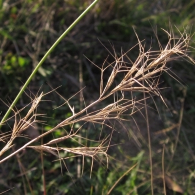 Aristida ramosa (Purple Wire Grass) at The Pinnacle - 17 May 2024 by pinnaCLE