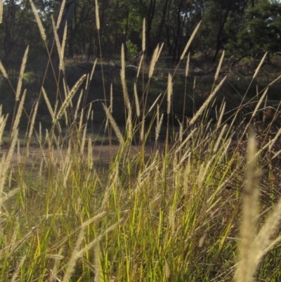 Setaria parviflora (Slender Pigeon Grass) at The Pinnacle - 17 May 2024 by pinnaCLE