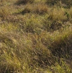 Setaria parviflora at The Pinnacle - 17 May 2024 03:30 PM