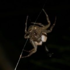 Arachnura higginsi at WendyM's farm at Freshwater Ck. - 6 Feb 2023 by WendyEM