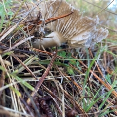 Tricholoma terreum (Grey Knight or Dirty Tricholoma) at The Angle, NSW - 9 Jun 2024 by JTran