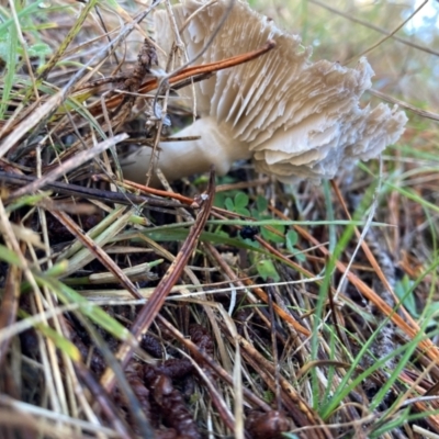 Tricholoma terreum (Grey Knight or Dirty Tricholoma) at The Angle, NSW by JTran