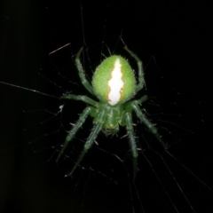 Araneus circulissparsus (species group) at WendyM's farm at Freshwater Ck. - 6 Feb 2023 by WendyEM