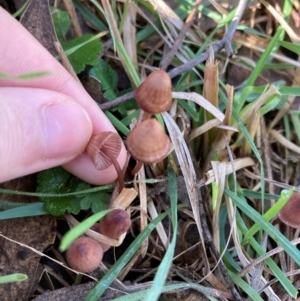 Mycena kuurkacea at The Angle, NSW - 9 Jun 2024