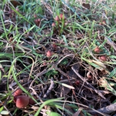 Mycena kuurkacea at The Angle, NSW - 9 Jun 2024