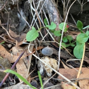 Geastrum tenuipes at The Angle, NSW - suppressed