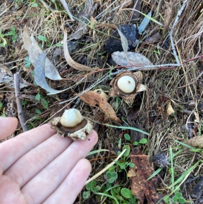 Geastrum triplex (Collared Earth Star) at The Angle, NSW - 9 Jun 2024 by JTran