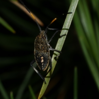 Poecilometis strigatus (Gum Tree Shield Bug) at WendyM's farm at Freshwater Ck. - 6 Feb 2023 by WendyEM