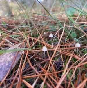 Mycena sp. at The Angle, NSW - 9 Jun 2024