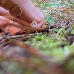 Mycena sp. at The Angle, NSW - 9 Jun 2024