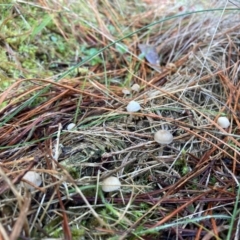 Mycena sp. (Mycena) at The Angle, NSW - 9 Jun 2024 by JTran