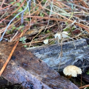 Mycena sp. at The Angle, NSW - 9 Jun 2024