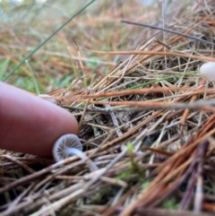 Mycena sp. at The Angle, NSW - 9 Jun 2024