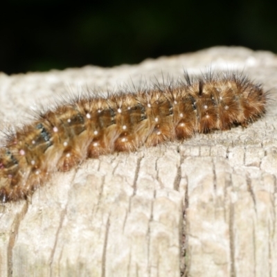 Anthela acuta (Common Anthelid) at WendyM's farm at Freshwater Ck. - 9 Feb 2023 by WendyEM