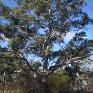 Eucalyptus blakelyi at The Pinnacle - 17 May 2024 03:36 PM