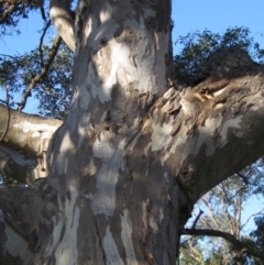 Eucalyptus blakelyi at The Pinnacle - 17 May 2024