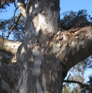Eucalyptus blakelyi at The Pinnacle - 17 May 2024 03:36 PM