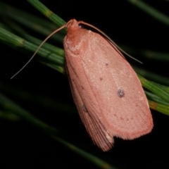 Garrha pudica (Modest Dullmoth) at WendyM's farm at Freshwater Ck. - 9 Feb 2023 by WendyEM