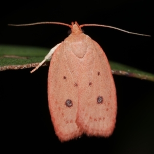 Garrha pudica at WendyM's farm at Freshwater Ck. - 9 Feb 2023 10:51 PM
